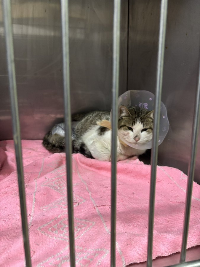 Franklin at the shelter