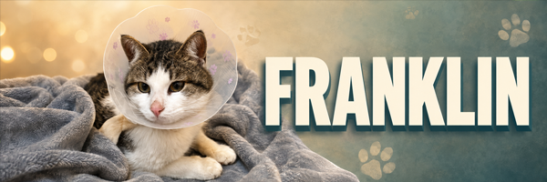 FRANKLIN banner